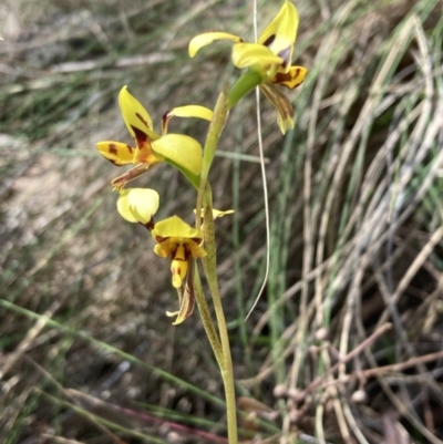 Diuris sulphurea (Tiger Orchid) at Mount Ainslie NR (ANR) - 24 Oct 2023 by SilkeSma
