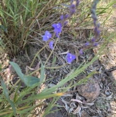 Veronica perfoliata (Digger's Speedwell) at Mount Ainslie NR (ANR) - 24 Oct 2023 by SilkeSma