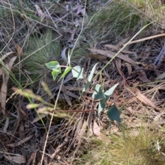 Veronica perfoliata at Majura, ACT - 24 Oct 2023 03:57 PM