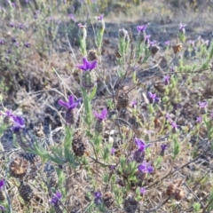 Lavandula stoechas (Spanish Lavender or Topped Lavender) at Isaacs Ridge and Nearby - 24 Oct 2023 by Mike