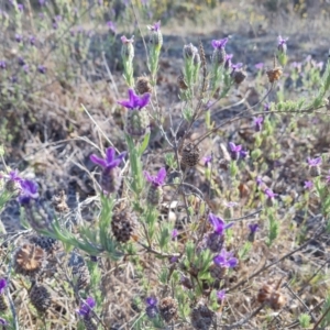 Lavandula stoechas at Jerrabomberra, ACT - 24 Oct 2023 04:56 PM