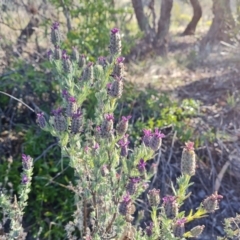 Lavandula stoechas (Spanish Lavender or Topped Lavender) at Jerrabomberra, ACT - 24 Oct 2023 by Mike