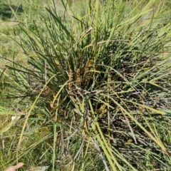 Lomandra longifolia (Spiny-headed Mat-rush, Honey Reed) at Tuggeranong, ACT - 24 Oct 2023 by Mike