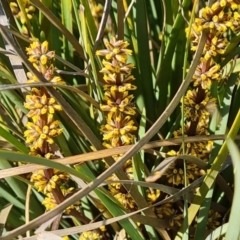 Lomandra longifolia at Tuggeranong, ACT - 24 Oct 2023 04:32 PM