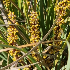 Lomandra longifolia at Tuggeranong, ACT - 24 Oct 2023 04:32 PM