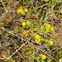 Triptilodiscus pygmaeus (Annual Daisy) at Wanniassa Hill - 24 Oct 2023 by Mike