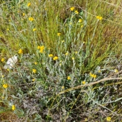 Chrysocephalum apiculatum (Common Everlasting) at Wanniassa Hill - 24 Oct 2023 by Mike