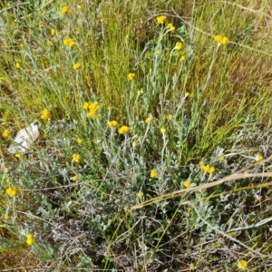 Chrysocephalum apiculatum at Tuggeranong, ACT - 24 Oct 2023 04:11 PM