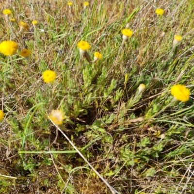 Leptorhynchos squamatus subsp. squamatus (Scaly Buttons) at Wanniassa Hill - 24 Oct 2023 by Mike