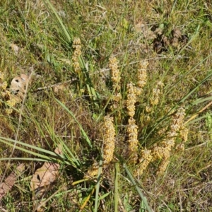 Lomandra multiflora at Tuggeranong, ACT - 24 Oct 2023