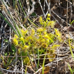 Drosera gunniana at Tuggeranong, ACT - 24 Oct 2023