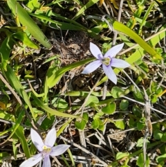 Isotoma fluviatilis subsp. australis (Swamp Isotome) at Wanniassa Hill - 24 Oct 2023 by Mike