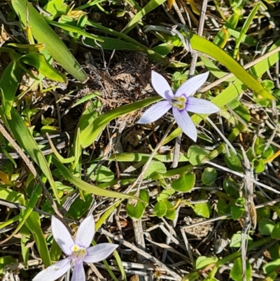 Isotoma fluviatilis subsp. australis (Swamp Isotome) at Wanniassa Hill - 24 Oct 2023 by Mike