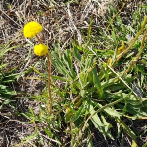 Craspedia variabilis at Tuggeranong, ACT - 24 Oct 2023