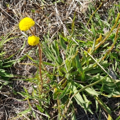 Craspedia variabilis (Common Billy Buttons) at Tuggeranong, ACT - 24 Oct 2023 by Mike