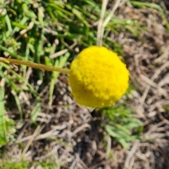 Craspedia variabilis at Tuggeranong, ACT - suppressed