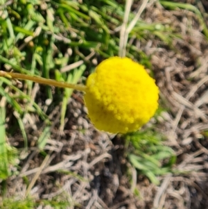 Craspedia variabilis at Tuggeranong, ACT - suppressed