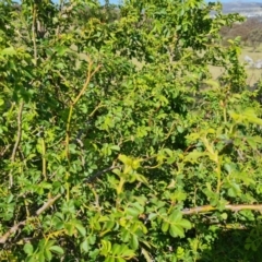 Rosa rubiginosa (Sweet Briar, Eglantine) at Wanniassa Hill - 24 Oct 2023 by Mike