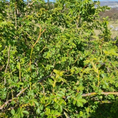 Rosa rubiginosa (Sweet Briar, Eglantine) at Tuggeranong, ACT - 24 Oct 2023 by Mike