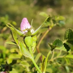 Rosa rubiginosa at Tuggeranong, ACT - 24 Oct 2023