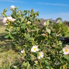 Rosa canina (Dog Rose) at Hume, ACT - 24 Oct 2023 by Mike