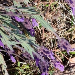 Lavandula stoechas (Spanish Lavender or Topped Lavender) at Wanniassa Hill - 24 Oct 2023 by Mike