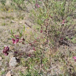 Dodonaea viscosa subsp. angustissima at Tuggeranong, ACT - 24 Oct 2023 03:30 PM