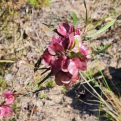 Dodonaea viscosa subsp. angustissima at Tuggeranong, ACT - 24 Oct 2023 03:30 PM