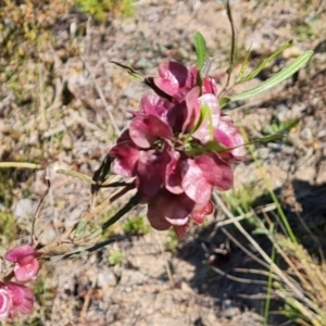 Dodonaea viscosa subsp. angustissima at Tuggeranong, ACT - 24 Oct 2023 03:30 PM