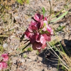 Dodonaea viscosa subsp. angustissima at Tuggeranong, ACT - 24 Oct 2023