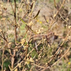 Dodonaea viscosa subsp. angustissima at Tuggeranong, ACT - 24 Oct 2023 03:30 PM