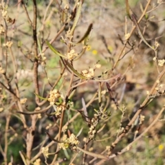 Dodonaea viscosa subsp. angustissima at Tuggeranong, ACT - 24 Oct 2023