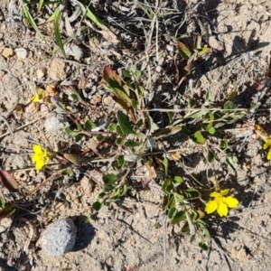 Goodenia hederacea subsp. hederacea at Tuggeranong, ACT - 24 Oct 2023