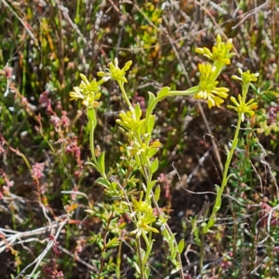 Pimelea curviflora (Curved Rice-flower) at Tuggeranong, ACT - 24 Oct 2023 by Mike