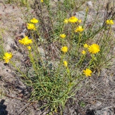 Xerochrysum viscosum (Sticky Everlasting) at Tuggeranong, ACT - 24 Oct 2023 by Mike