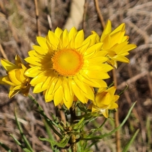 Xerochrysum viscosum at Tuggeranong, ACT - 24 Oct 2023