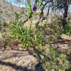 Solanum linearifolium (Kangaroo Apple) at Tuggeranong, ACT - 24 Oct 2023 by Mike