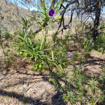 Solanum linearifolium (Kangaroo Apple) at Tuggeranong, ACT - 24 Oct 2023 by Mike