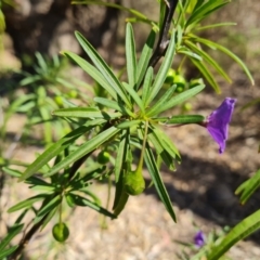 Solanum linearifolium at Tuggeranong, ACT - 24 Oct 2023 03:09 PM