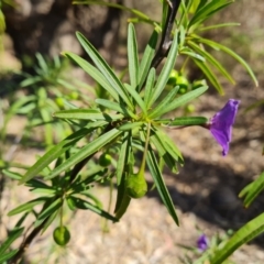 Solanum linearifolium at Tuggeranong, ACT - 24 Oct 2023