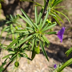 Solanum linearifolium at Tuggeranong, ACT - 24 Oct 2023