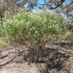 Cassinia longifolia (Shiny Cassinia, Cauliflower Bush) at Wanniassa Hill - 24 Oct 2023 by Mike