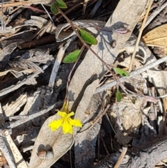 Goodenia hederacea subsp. hederacea (Ivy Goodenia, Forest Goodenia) at Wanniassa Hill - 24 Oct 2023 by Mike