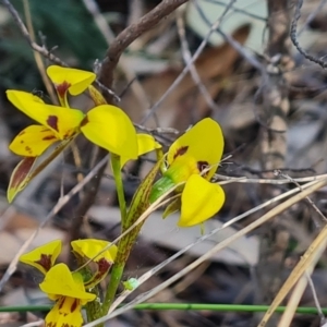 Diuris sulphurea at Tuggeranong, ACT - 24 Oct 2023