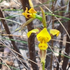 Diuris sulphurea at Tuggeranong, ACT - 24 Oct 2023