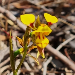 Diuris sulphurea at Tuggeranong, ACT - 24 Oct 2023