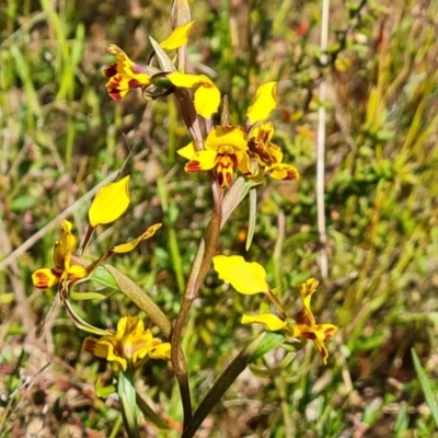 Diuris semilunulata (Late Leopard Orchid) at Farrer, ACT - 24 Oct 2023 by Mike