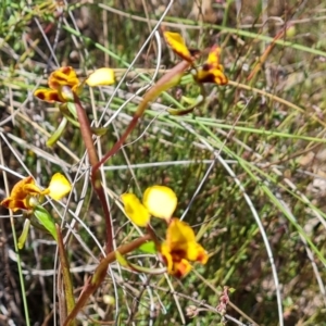 Diuris semilunulata at Tuggeranong, ACT - 24 Oct 2023