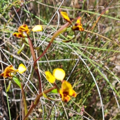 Diuris semilunulata (Late Leopard Orchid) at Wanniassa Hill - 24 Oct 2023 by Mike
