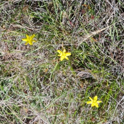 Tricoryne elatior (Yellow Rush Lily) at Wanniassa Hill - 24 Oct 2023 by Mike